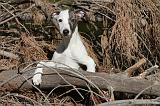 WHIPPET 074